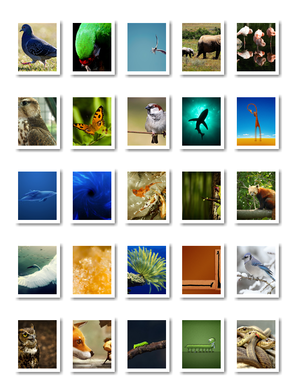 Desktop Wallpapers 40 Animals Wallpapers 2560x1600 [Set 12]